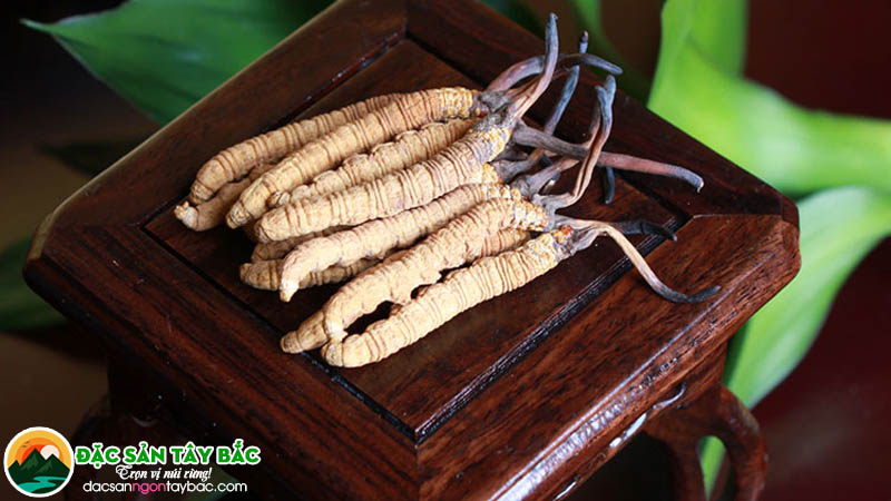 Kinh nghiệm chọn mua đông trùng hạ thảo chất lượng