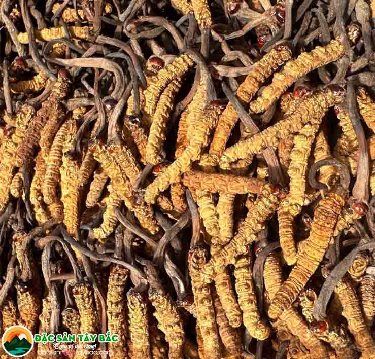 Sự phát triển của đông trùng thao ngoài tự nhiên tại các vùng núi