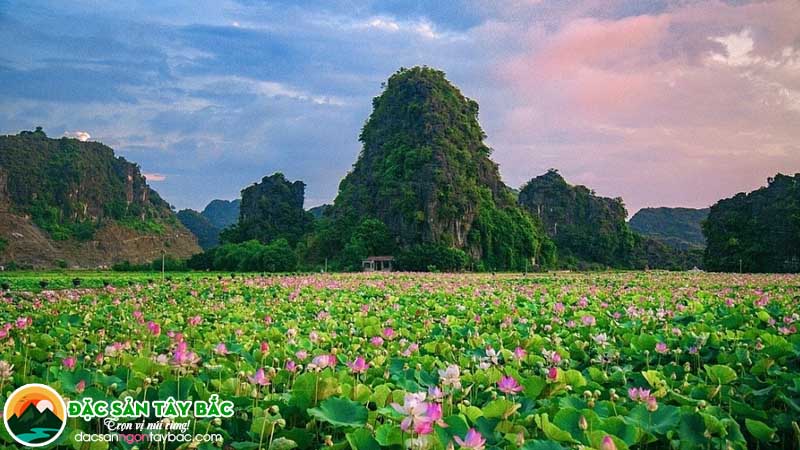 Ninh Bình – Mùa lúa chín vàng trên non nước