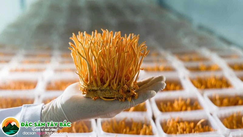 Phân loại đông trùng hạ thảo theo hình thức nuôi trồng