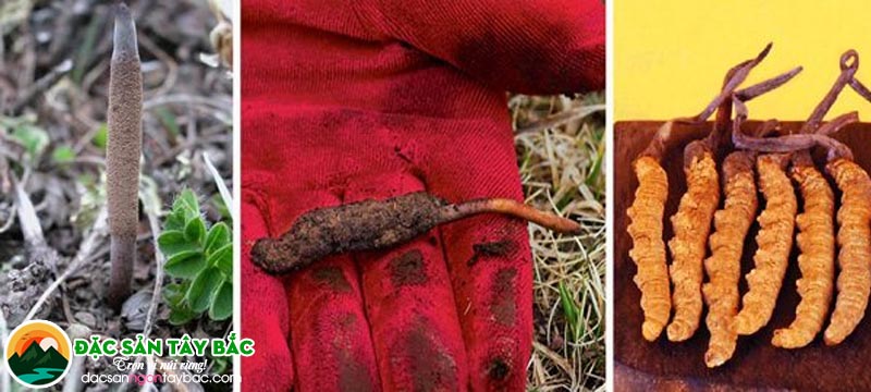 Đông trùng hạ thảo tự nhiên Tây Tạng (Cordyceps sinensis)