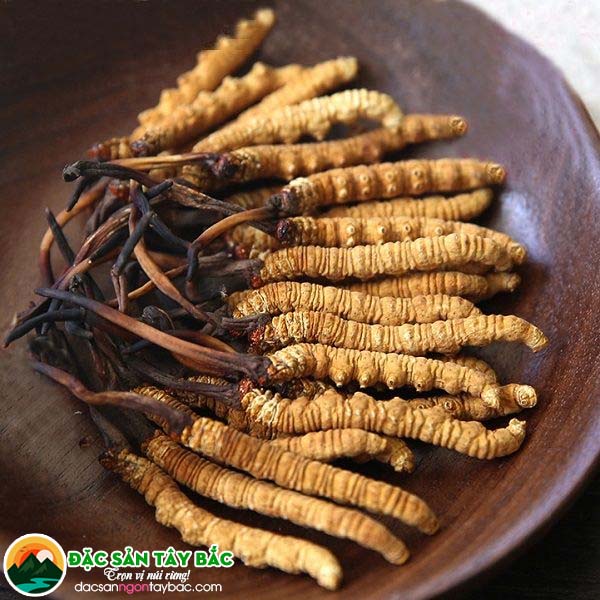 tác dụng của đông trùng hạ thảo