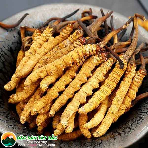 hướng dẫn cách phân biệt đông trùng thảo thật giả