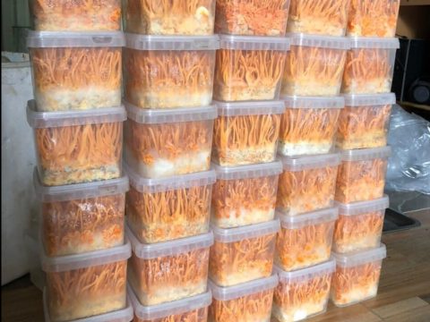 Hướng dẫn bảo quản đông trùng hạ thảo hiệu quả nhất, dùng lâu dài