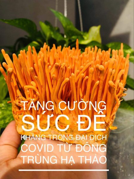su-dung-dong-trung-ha-thao-cho-nguoi-huyet-ap-thap