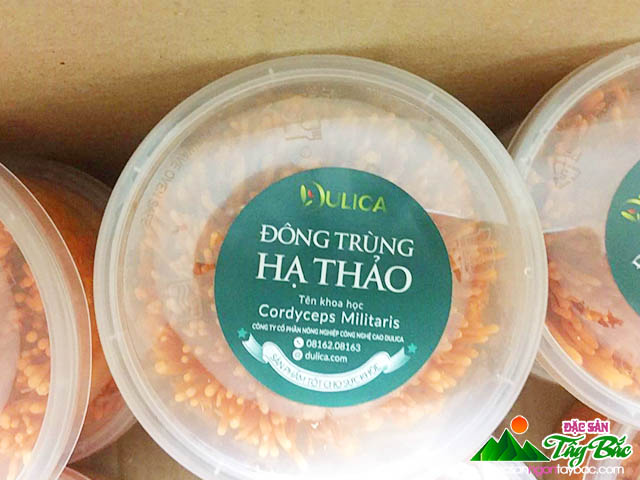 nhung-dieu-luu-y-khi-dung-dong-trung-ha-thao