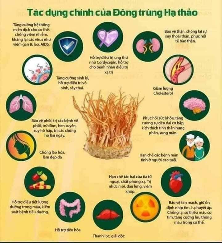 tac-dung-cua-dong-trung-ha-thao