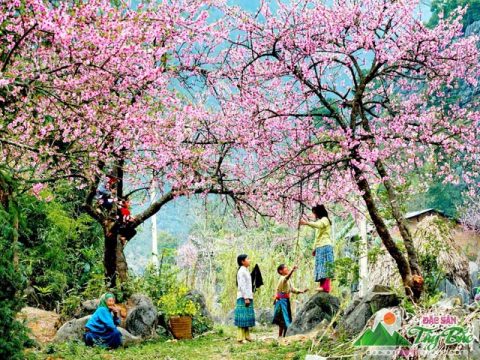 8 lý do tại sao nên đi Sapa vào mùa hè