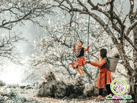 Hoa Ban nở rồi – Lên Tây Bắc đi em
