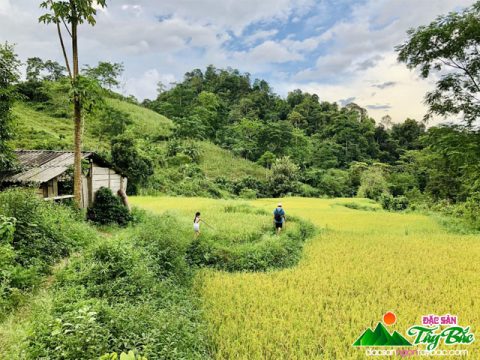 Xây nhà sống giữa vườn mận vì mắc kẹt ở Mộc Châu