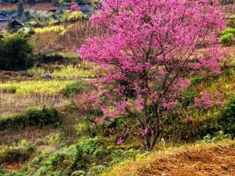 Lạc bước giữa hoa Xuân Tây Bắc