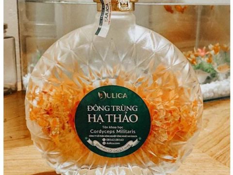 Giới thiệu Đông trùng hạ thảo Việt Nam – Dulica Hà Nội