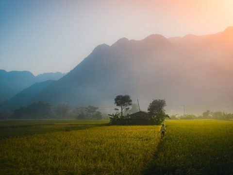 Mai Châu đang là “thiên đường” lúa chín đầu hạ đẹp nhất nhì vùng Tây Bắc