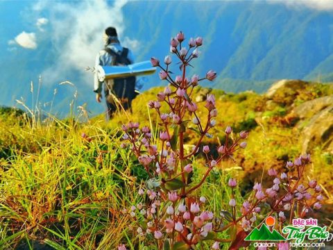 Review Tà Chì Nhù – Ghé ngắm rừng hoa Chi Pâu tím màu thương nhớ