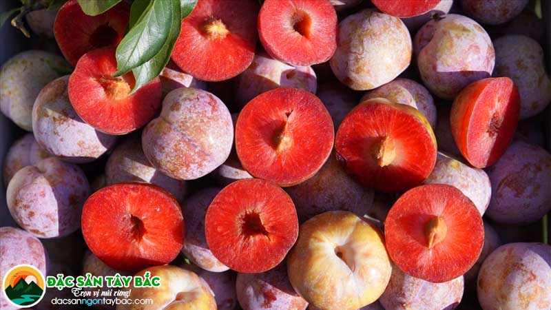 Mận hậu tây bắc to tròn đặc sản