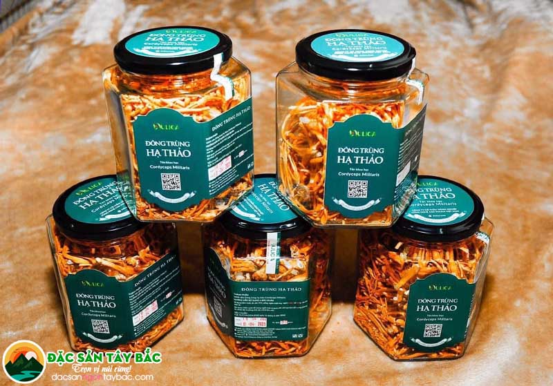 Đặc sản ngon Tây Bắc bán đông trùng hạ thảo chất lượng