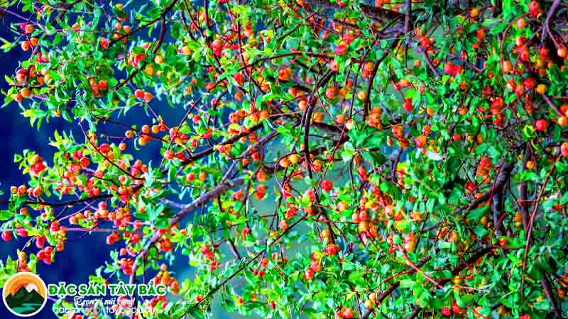 quả táo mèo sử dụng đa dạng trong ẩm thực