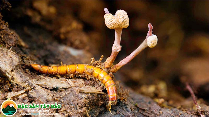 Tác dụng của đông trùng thảo dành cho sức khỏe