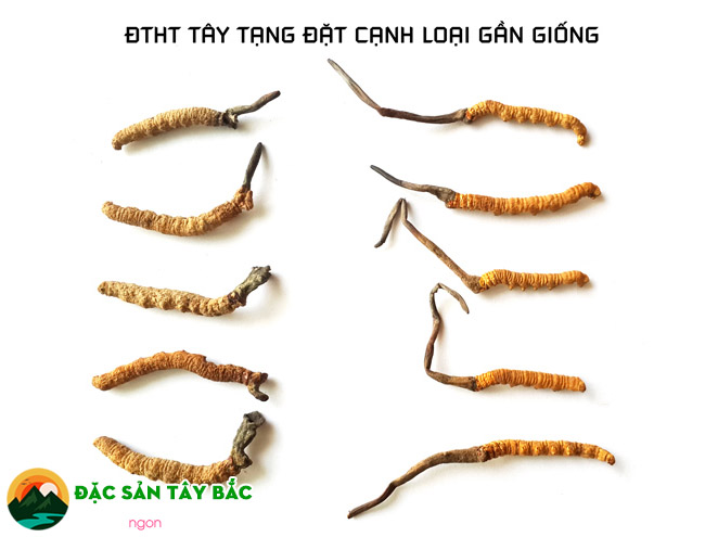 Nhận biết hạ thảo đông trùng so sánh với những loại gần giống