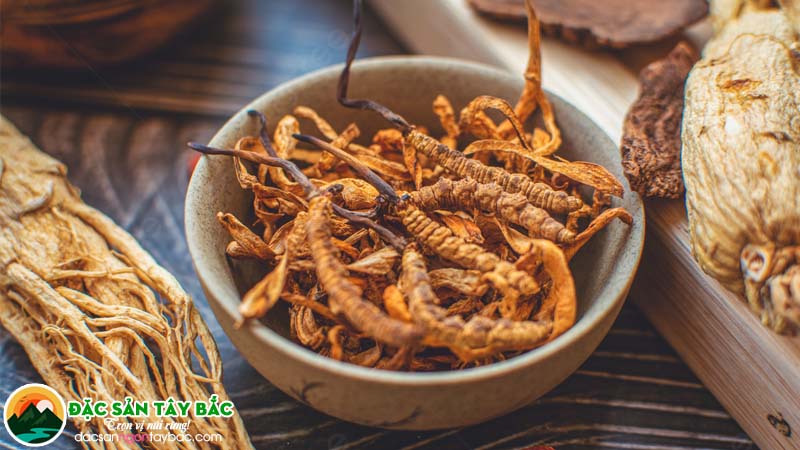 Giới thiệu về hạ thảo đông trùng thảo