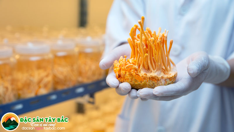 Những dấu hiệu khi uống đông trùng thảo sai cách