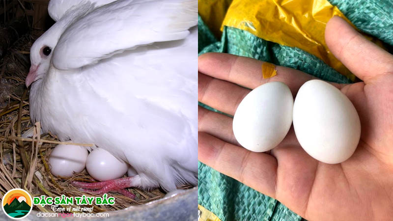 trứng chim bồ câu là loại thực phẩm dễ tìm