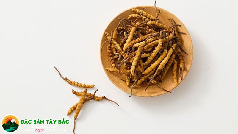 Sực tích cực, ưu điểm hạ thảo đông trùng với con trai