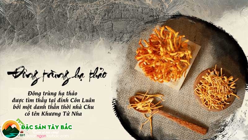 Câu chuyện xa xưa kể về vị thuốc hạ thảo đông trùng