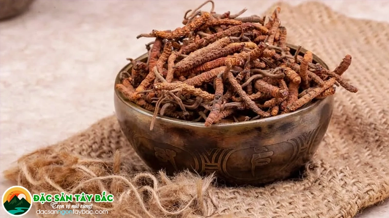 Sự khác biệt giữa Đông trùng hạ thảo tự nhiên và nuôi cấy