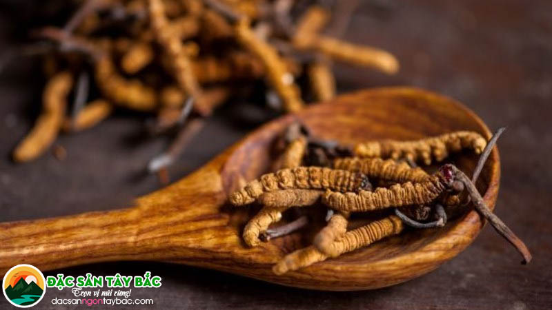 Tác hại khi sử dụng nấm đông trùng giả