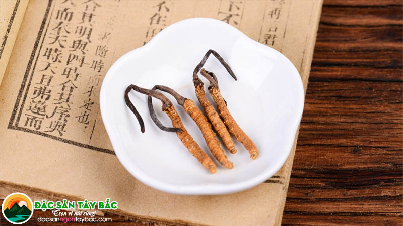 Đơn vị cung cấp đông trùng hạ thảo chất lượng tại sài gòn