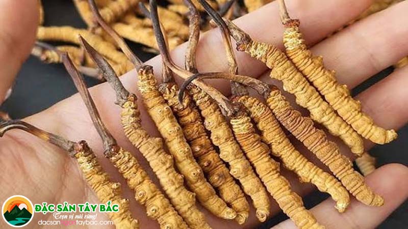 Mùi vị của đông trùng hạ thảo khô ra sao?
