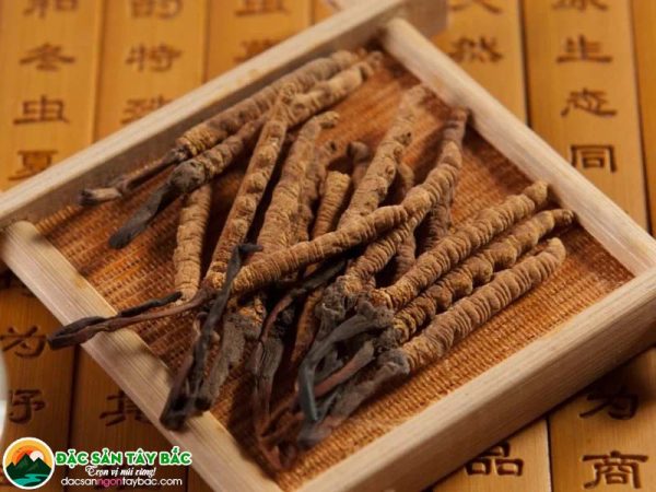 Hiện nay hạ thảo đông trùng từ việt nam rất giàu dinh dưỡng và được ưa chuộng
