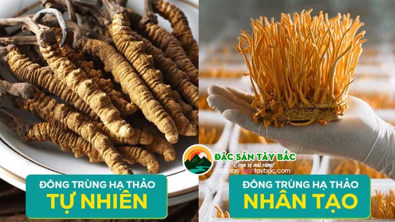 So sánh thành phần dinh dưỡng giữa đông trùng hạ thảo tự nhiên và nuôi trồng