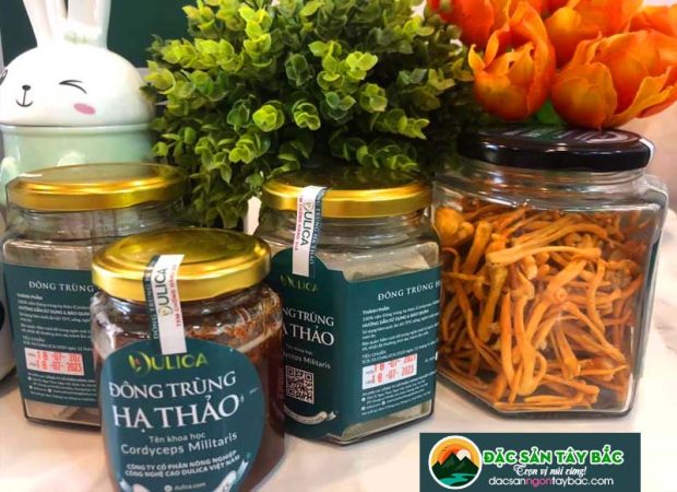Vì sao nhiều người lựa chọn đông trùng hạ thảo để bồi bổ sức khỏe?