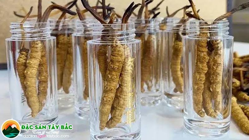đông trùng thảo tây tạng có giá thành đắt đỏ trên thị trường